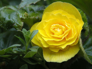 Бегония клубневая Нонстоп Йеллоу (желтая) 1шт Б303/24 купить