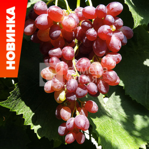 Виноград Велес купить