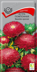 Астра Вишнево-красная помпонная купить