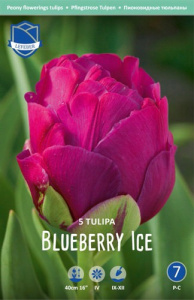 Тюльпан Блюберри Айс /5шт купить