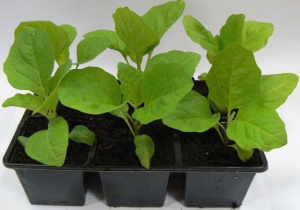 Баклажан Черный красавец рассада 1шт купить