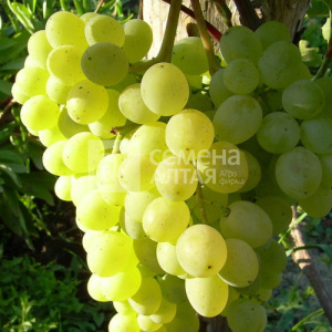Виноград Тукай купить