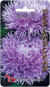 Астра Дракон Персидская  купить