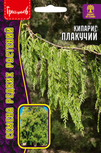 Кипарис плакучий купить