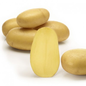 Картофель семенной Королева Анна 2кг/10 купить