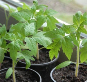 Томат Санька  рассада 1шт /24 купить