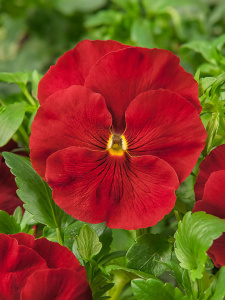 Виола Виттрока Целло Скарлет (красная) 1шт В240 купить