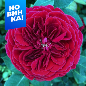 Роза Тесс купить