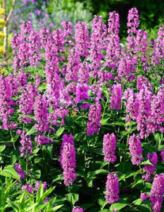 Котовник жильчатый Пинк Кет розовый С1 мн0332м купить