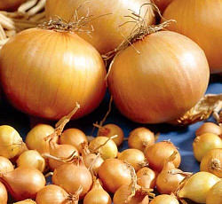 Лук севок Центурион F1 (Россия)  1кг купить