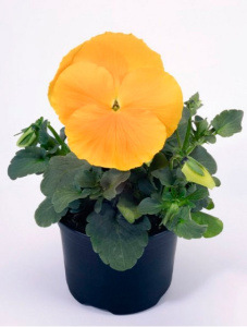 Виола Виттрока Инспайр Йеллоу Плюс (желтая) 1шт В203/40 купить