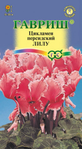 Цикламен персидский Лилу 3шт купить