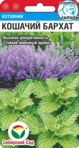 Котовник Кошачий бархат купить