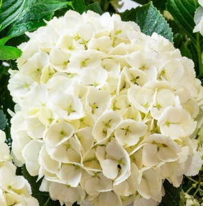 Гортензия Соер Терез крупнолистовая ЦК купить