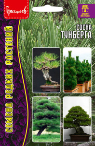 Сосна Тунберга купить
