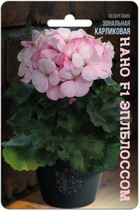 Пеларгония зональная карликовая Нано F1 Эплблоссом купить