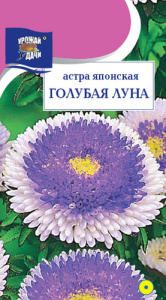 Астра Японская Голубая Луна помпонная купить
