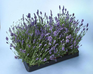 Лаванда широколистная компактная Бандера Пурпл темно-сиреневая 1шт гш091/с1 купить