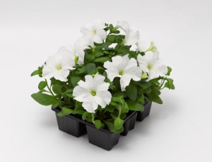 Петуния крупноцв. Тритуния Фреш Уайт (белая) 1шт П362/54 купить