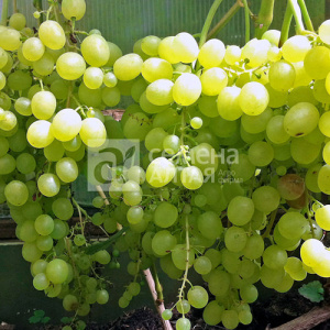 Виноград Алешенькин купить