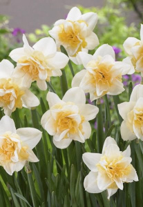 Нарцисс махровый "Sweet Desire" (1х5шт) купить