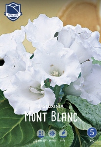 Глоксиния Mont Blanc /3шт купить