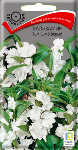 Бальзамин Том Самб белый купить