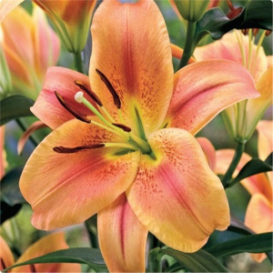 Лилия O.T. Montego Bay /3шт купить