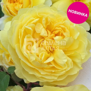 Роза Канарейка купить