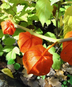 Физалис колокольчик об167/С1 купить