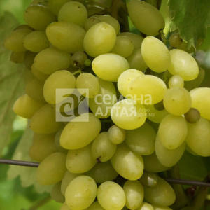 Виноград Тимур купить