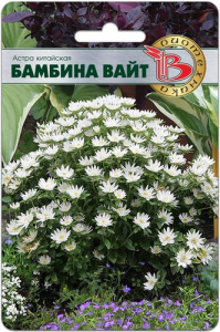 Астра Бамбина Вайт китайская купить