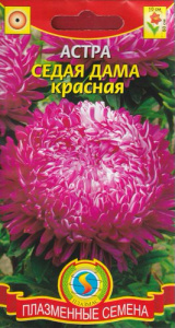 Астра Седая дама, КРАСНАЯ  купить