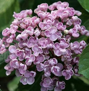 Гортензия Аиша крупнолистовая ЦК купить