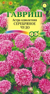Астра Серебряное чудо  купить