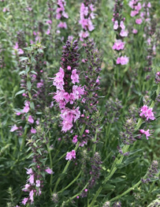 Иссоп лекарственный Розеус розовый С1 мн0284м купить