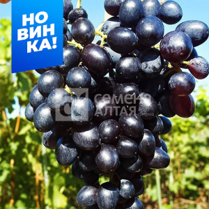 Виноград Кишмиш Лорд купить