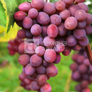 Виноград Русский Ранний купить