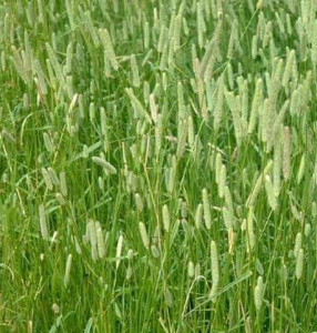 Тимофеевка 1кг /40 купить