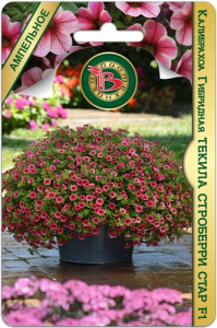 Калибрахоа Текила Строберри Стар F1 купить