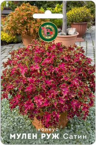 Колеус компактный фистончатолистный Мулен Руж Сатин купить