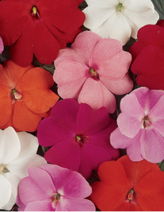 Бальзамин новогвинейский, в ассортименте С1 1шт купить