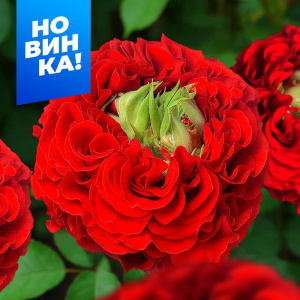 Роза Ред Монстр