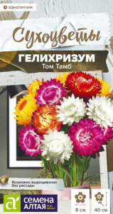  Гелихризум Том Тамб  купить