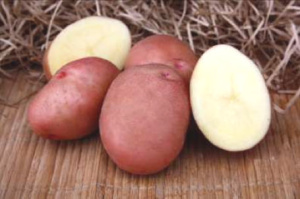 Картофель семенной Накра 2кг/10 купить