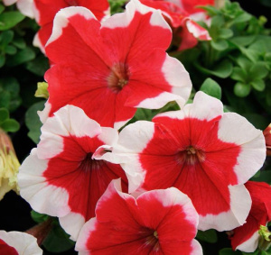 Петуния крупноцв. Лимбо GP Ред Пикоти (красная с каймой) 1шт П396/54 купить