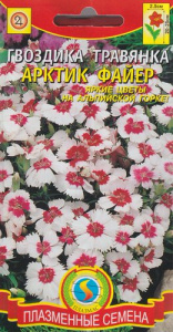 Гвоздика травянка Арктик файер  купить