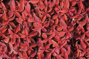 Колеус Блюма Визард Сансет (оранж) 1шт К410 купить