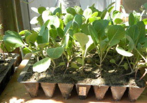 Капуста б/к СБ-3 1шт ов038/10/40 купить