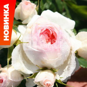 Роза Пина Бауш купить